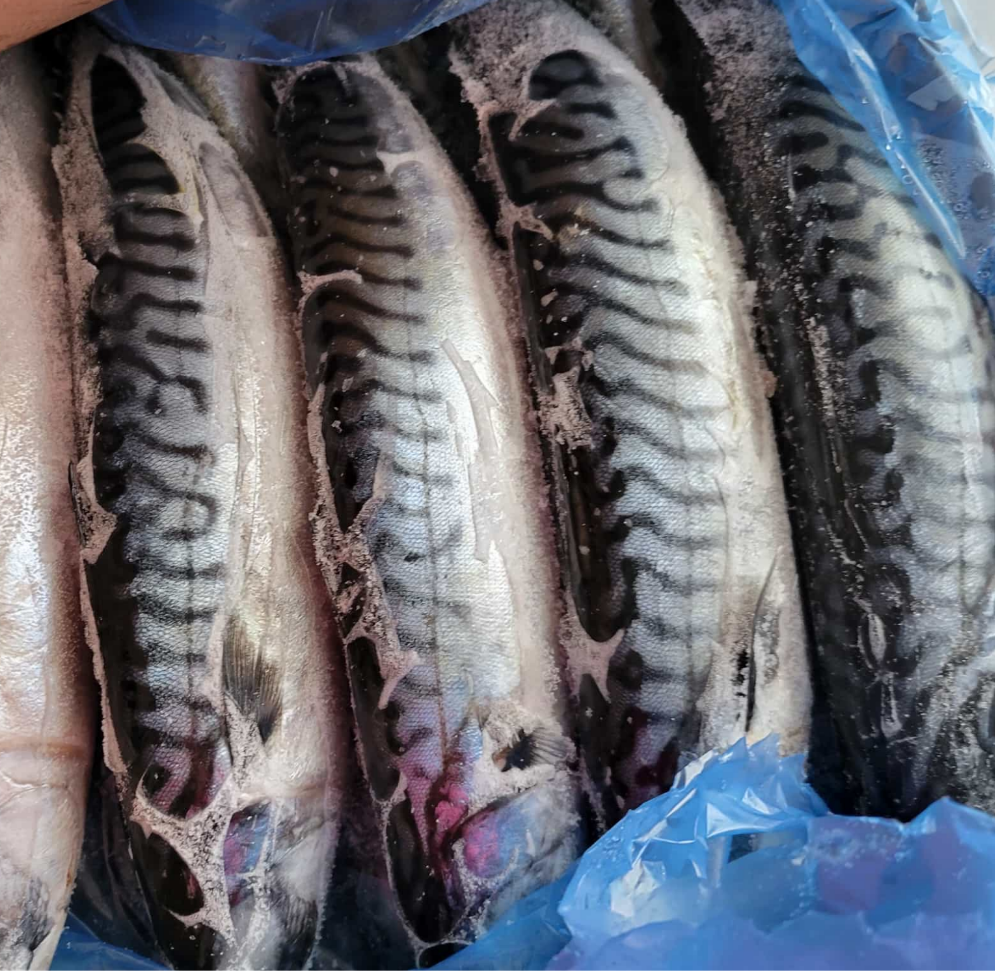 Box of mackerel fish